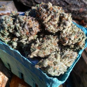 High 95 Cannabis Cup