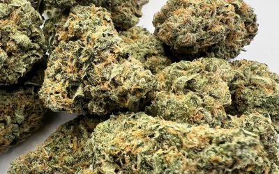 Kosher Kush, Sticky Bud Farms