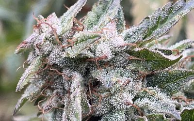 Thai Sour 4, Scotttmd