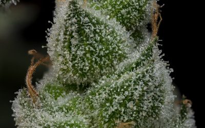 Garlic Cocktail , Cliff House Cannabis