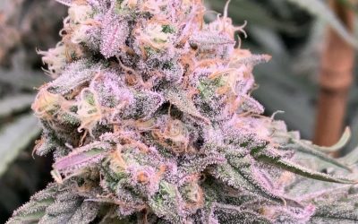Blueberry Muffin , Lovelight Medicinals