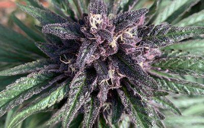 Blueberry Muffin, Green Xtrax