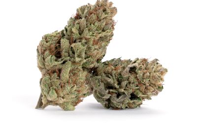 Royal Island Kush , Atlantic Farms