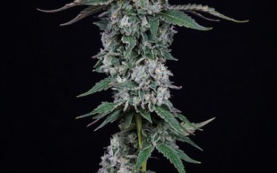 Diesel Cake, Green Xtrax