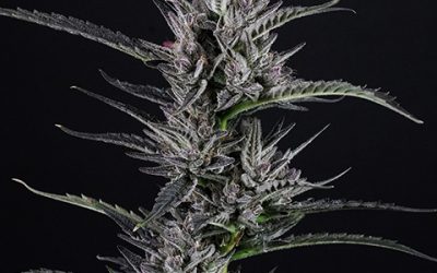 Dosi OG, Green Xtrax