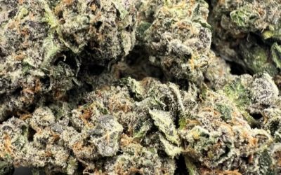 Wedding Pie, Sticky Bud Farms