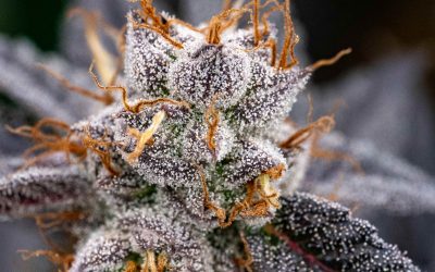 GMO, Stoney Grove