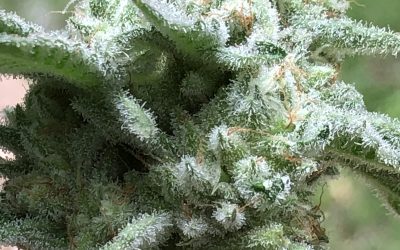 Peach OG aka Peachy Keene, T H E  C A N N A M E L I E R