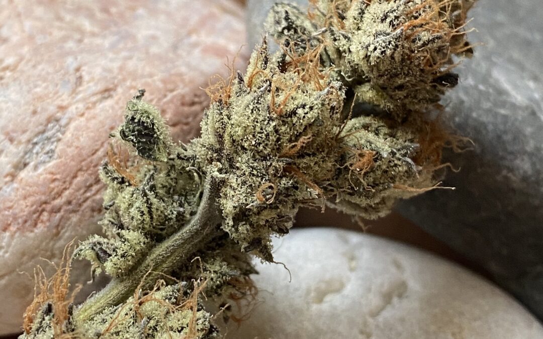 Cherry Pie Breath, Unicorn Tears